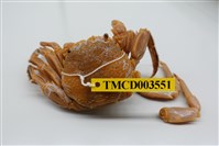 藏品(無斑斜紋蟹)的圖片